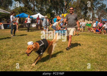 Un chien dans un costume de marin et son heureux propriétaire mars dans la parade de costumes d'une exposition canine à Huntington Beach, CA. (Photo par Spencer Grant) Banque D'Images