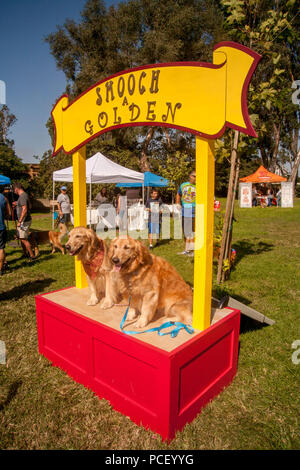Chiens Golden Retriever posent pour une photo sur un "spécial mooch un Golden' stade durant un chien festival dans un Huntington Beach, CA, Parc. (Photo par Spencer Grant) Banque D'Images