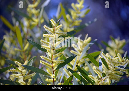 Fleurs jaune d'or de Sydney Wattle, Acacia longifolia, croissant sur le petit sentier de feu Marley, Royal National Park, NSW, Australie Banque D'Images