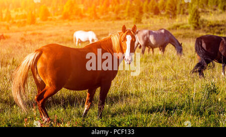 Close-up d'un troupeau de chevaux blanc, brun et noir sur un pré vert, dans l'arrière-plan d'une forêt de conifères vert et bleu ciel. Banque D'Images