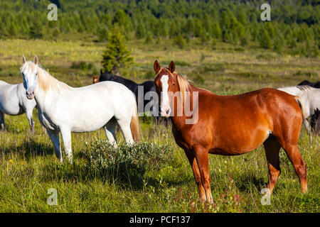 Close-up d'un troupeau de chevaux blanc, brun et noir sur un pré vert, dans l'arrière-plan d'une forêt de conifères vert et bleu ciel. Banque D'Images