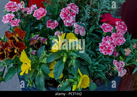 Pot en argile avec différentes fleurs de printemps close up pour balcon, district Drujba, Sofia, Bulgarie Banque D'Images