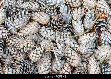 Cônes de pin sont épais avec des aiguilles en arrière-plan la forêt d'automne Banque D'Images