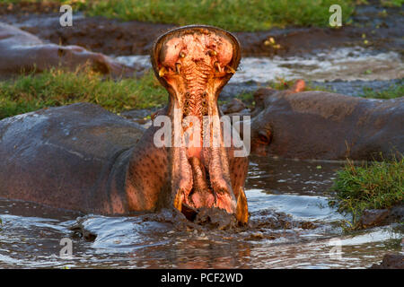 Un hippopotame bull fait un inpressive bâillement avertissement au Ikuu Hippo Pools dans le Parc National de Katavi. La source naturelle fed se vautre est vital pour la survie Banque D'Images