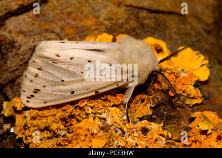 Hyponomeute du pommier blanc, (Spilosoma lubricipeda) Banque D'Images