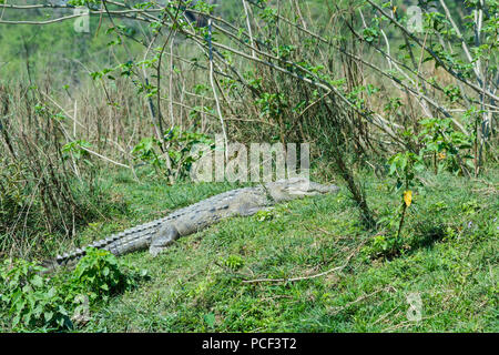 Crocodile (Crocodylus palustris agresseur) ou Crocodile des marais au bord de la rivière, le parc national de Chitwan, classé au Patrimoine Mondial de l'UNESCO, au Népal Banque D'Images