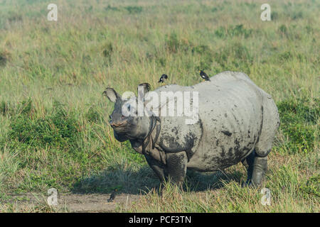 Le rhinocéros indien (Rhinoceros unicornis) avec Myna oiseaux, le parc national de Kaziranga, Assam, Inde Banque D'Images