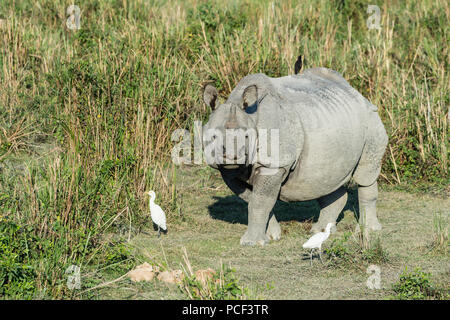 Le rhinocéros indien (Rhinoceros unicornis) avec héron garde-boeuf (Bubulcus ibis) et Myna oiseaux, le parc national de Kaziranga, Assam, Inde Banque D'Images