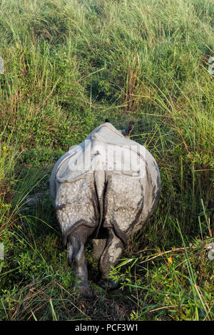 Vue arrière d'un rhinocéros indien (Rhinoceros unicornis) dans l'herbe de l'éléphant, le parc national de Kaziranga, Assam, Inde Banque D'Images