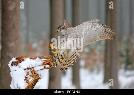 L'Autour des palombes, adulte, Zdarske Vrchy, Ceskomoravska vrchovina République Tchèque, (Accipiter gentilis) Banque D'Images