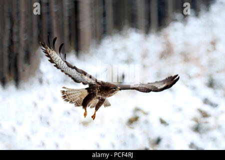 Buse variable, adulte, Zdarske Vrchy, Ceskomoravska vrchovina République Tchèque, (Buteo buteo) Banque D'Images