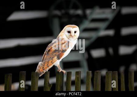 Barn Owl, adulte, Zdarske Vrchy, Ceskomoravska vrchovina République Tchèque, (Tyto alba) Banque D'Images