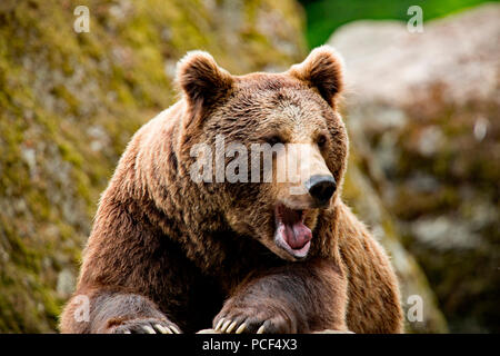 L'ours brun européen, (Ursus arctos) Banque D'Images