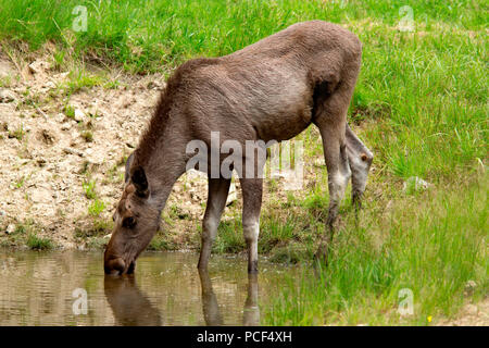 L'orignal (Alces alces), Banque D'Images