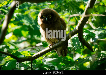 Nyctale de Tengmalm (Aegolius funereus), Banque D'Images