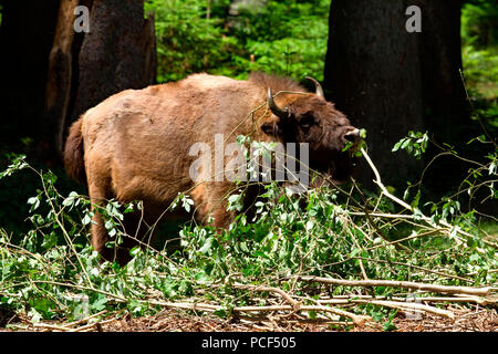 Bison d'Europe (Bison bonasus), Banque D'Images