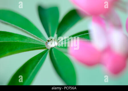 Wassertropfen auf Lupinenblatt, Lupinus polyphyllus Banque D'Images