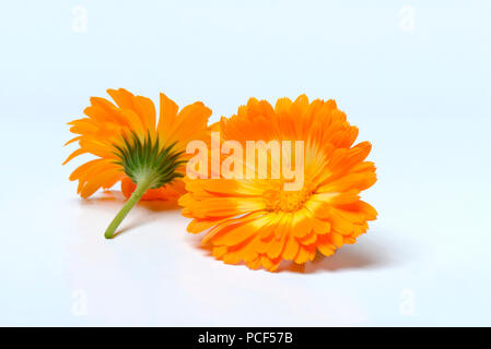 Gemeine, Calendula officinalis Ringelblume Banque D'Images