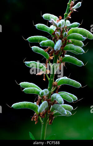 Von Samenstand Schlossfrau, sorte de Lupin, Lupinus polyphyllus Banque D'Images