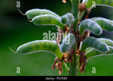 Von Samenstand Schlossfrau, sorte de Lupin, Lupinus polyphyllus Banque D'Images