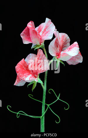 Duftwicke, sorte Janey, Lathyrus odoratus Banque D'Images