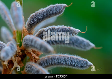 Von Samenstand Schlossfrau, sorte de Lupin, Lupinus polyphyllus Banque D'Images