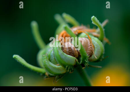 Gemeine Ringelblume, Fruchtstand, Calendula officinalis Banque D'Images