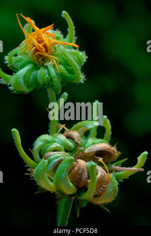 Gemeine Ringelblume, Fruchtstand, Calendula officinalis Banque D'Images