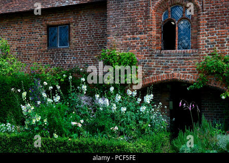 Weisse Stockrose Mauerwerk vor, Alcea spec. Banque D'Images