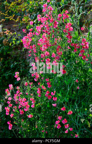 Duftwicke, Lathyrus odoratus Banque D'Images