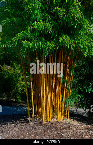 Phyllostachys aureosulcata bambou, f. aureocaulis, Chine Banque D'Images