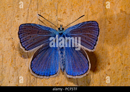 Bleu, commun (Polyommatus icarus) Banque D'Images