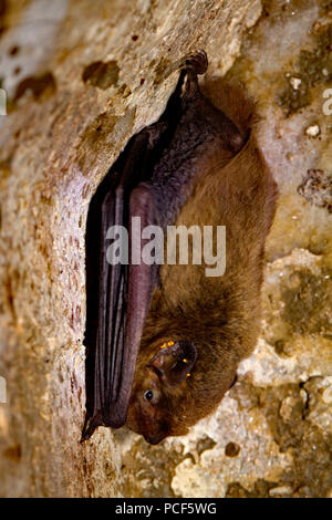 Pipistrelle, soprano (Pipistrellus pygmaeus) Banque D'Images