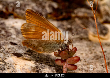 Chestnut heath (Coenonympha glycerion papillon, DE) Banque D'Images