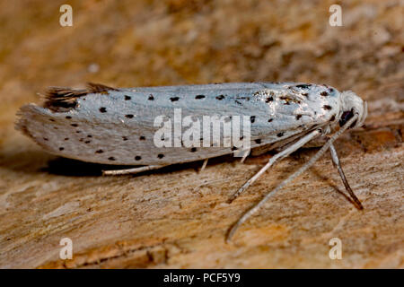 Cherry-oiseau, l'hermine (Yponomeuta evonymella) Banque D'Images