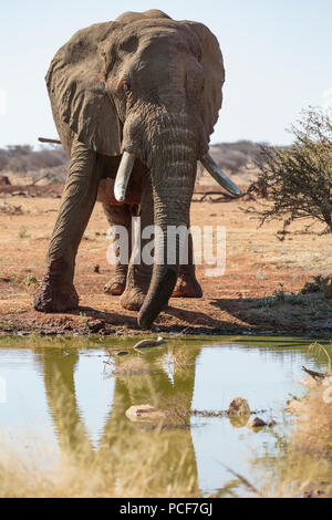 Bull Elephant (Loxodonta africana) au point d'Erindi réserver, Namibie Banque D'Images