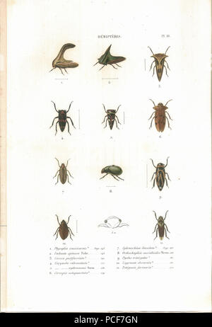 43 Amyot C.J.B.1843 Histoire naturelle des insectes. Hemipteres. Planche X Banque D'Images