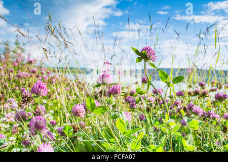 Les trèfles rose sur un fond de ciel bleu et vert Banque D'Images