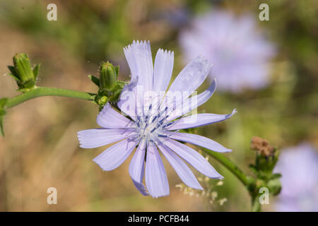 Chicorée, Cichorium intybus, la chicorée, succory commun, Bleu marins, Coffeeweed, Sussex, Juillet Banque D'Images