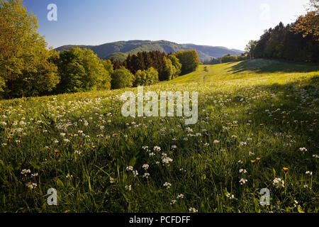 Prairie au printemps, Simmerath, Eifel, Rhénanie du Nord-Westphalie, Allemagne Banque D'Images
