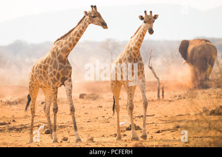 Deux girafes (Giraffa camelopardalis) debout ensemble à un point d'eau et derrière eux un éléphant à Erindi game reserve, la Namibie au cours d'une tempête de poussière Banque D'Images