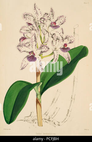119 Cattleya amethystoglossa - Warner, Williams - Sélectionnez orch. de plantes 1, pl. 2 (1862-1865) Banque D'Images