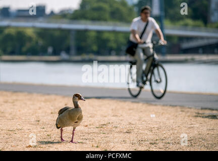 Frankfurt am Main, Allemagne. 09Th Aug 2018. Un cycliste passe un Egyptian goose qui est debout sur l'herbe sèche à côté de la rivière Main. Credit : Silas Stein/dpa/Alamy Live News Banque D'Images