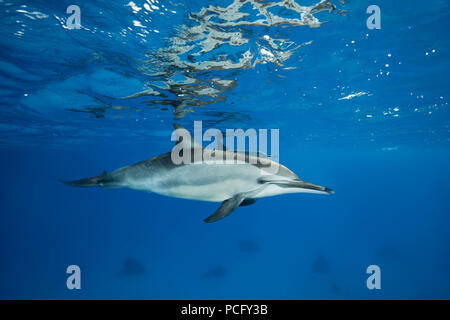 Mer Rouge, Sataya Reef, Marsa Alam, Egypte, l'Afrique. 2 Août, 2018. Paire de Dauphins (Stenella longirostris) Nager dans l'eau bleue qui se reflète sur la surface Crédit : Andrey Nekrasov/ZUMA/ZUMAPRESS.com/Alamy fil Live News Banque D'Images