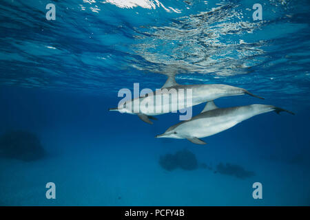 Mer Rouge, Sataya Reef, Marsa Alam, Egypte, l'Afrique. 2 Août, 2018. Paire de Dauphins (Stenella longirostris) Nager dans l'eau bleue qui se reflète sur la surface Crédit : Andrey Nekrasov/ZUMA/ZUMAPRESS.com/Alamy fil Live News Banque D'Images