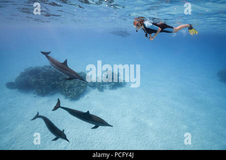 1 août 2018 - Mer Rouge, Sataya Reef, Marsa Alam, Egypte, Afrique - une femme dans un masque et palmes nager et regarder les dauphins (crédit Image : © Andrey Nekrasov/ZUMA/ZUMAPRESS.com) fil Banque D'Images