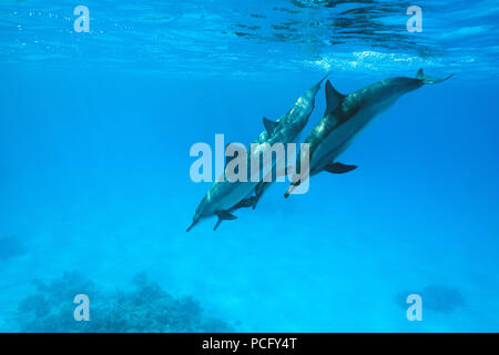 Mer Rouge, Sataya Reef, Marsa Alam, Egypte, l'Afrique. 2 Août, 2018. Groupe de Dauphins (Stenella longirostris) plongées profondes à crédit : Andrey Nekrasov/ZUMA/ZUMAPRESS.com/Alamy fil Live News Banque D'Images
