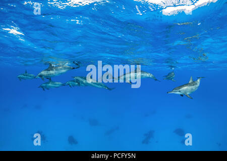 2 août 2018 - Mer Rouge, Sataya Reef, Marsa Alam, Egypte, l'Afrique - un groupe de Dauphins (Stenella longirostris) Nager sous la surface de l'eau bleue (Image Crédit : © Andrey Nekrasov/ZUMA/ZUMAPRESS.com) fil Banque D'Images