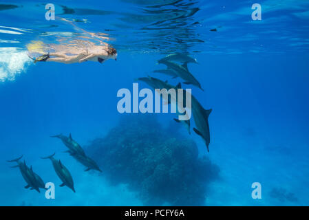 2 août 2018 - Mer Rouge, Sataya Reef, Marsa Alam, Egypte, Afrique - une femme dans un masque et palmes de nage et d'oeil à un groupe de Dauphins (crédit Image : © Andrey Nekrasov/ZUMA/ZUMAPRESS.com) fil Banque D'Images