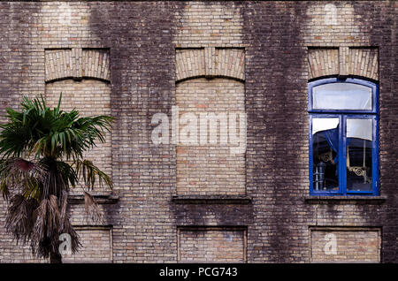 Vieux mur de briques avec trois fenêtres, deux faux, l'un avec le verre et couleur bleu cadre, petits palm près du bâtiment. Tonique avec retro filtre. Abstract vintage Banque D'Images